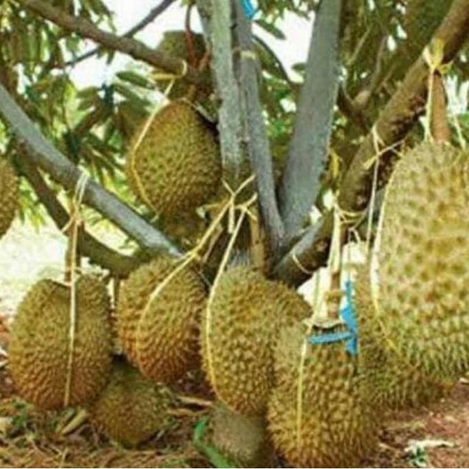 

Terlaris Benih Bibit Durian Kaki3 Super