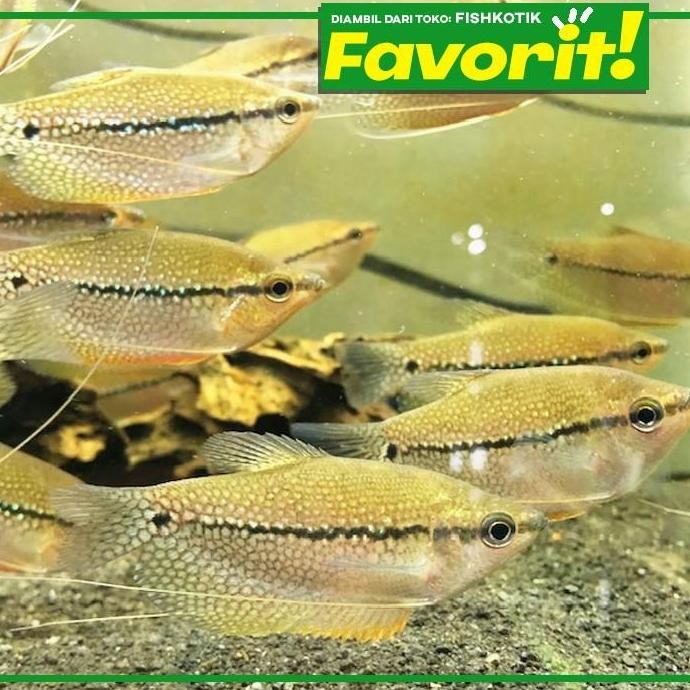 Terlaris Paket Koloni (Isi 10) Sepat Mutiara Ikan Hias Aquascape Hiasan Aquarium Tanaman Air Tawar