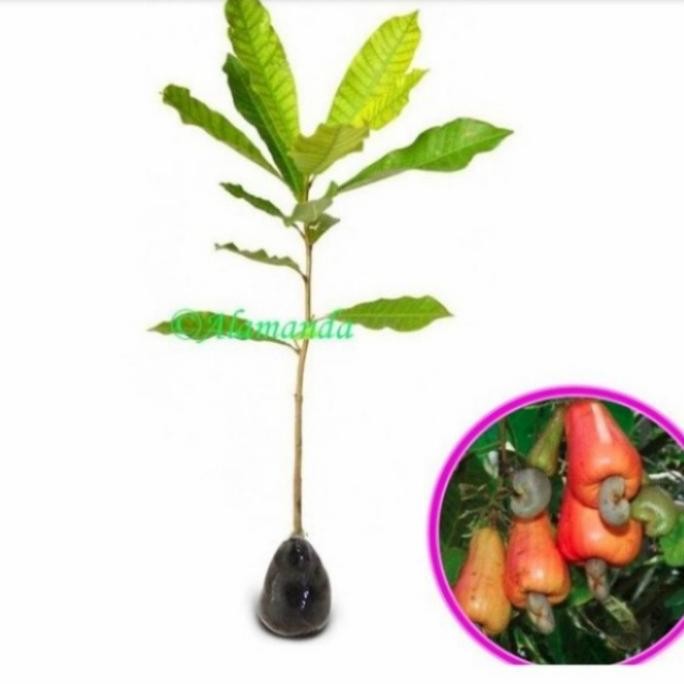 Terlaris Bibit Jambu Monyet Jambu Mete Okulasi