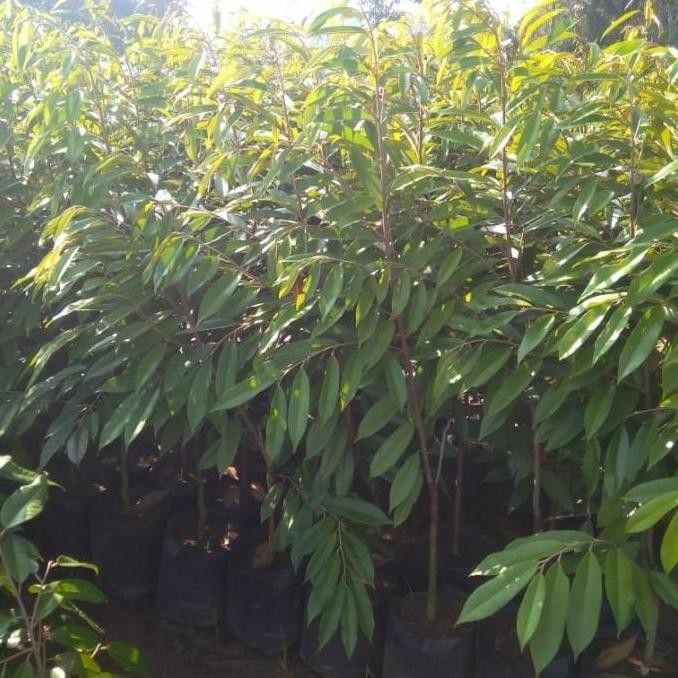 

Terlaris Ready Bibit Durian Musangking,Bawor,Duri Hitam Kaki Tunggal