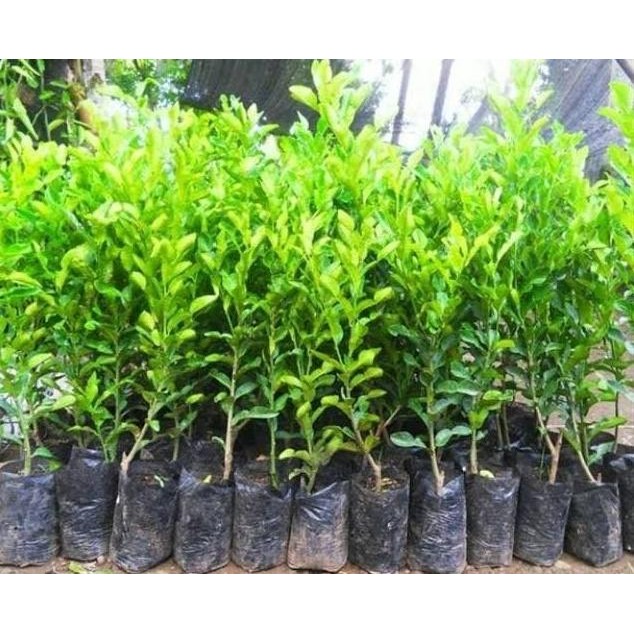 

Terlaris Bibit Jeruk Nipis Jumbo
