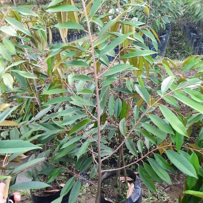 

Terlaris Bibit Durian Jenis, Ochee, Musangking, Bawor, St