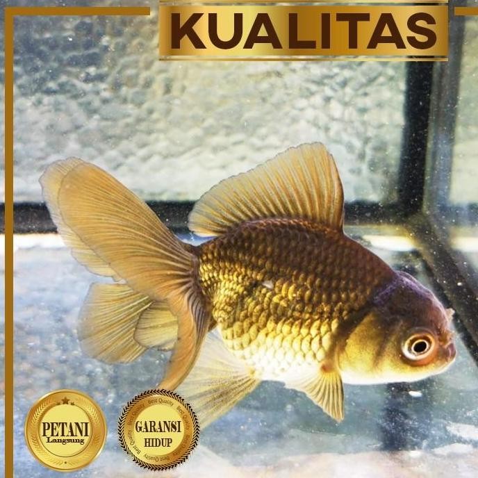 Terlaris Paket Koloni (Isi 10) Koki Black Oranda Hitam Ikan Hias Aquascape Hiasan Aquarium Tanaman A
