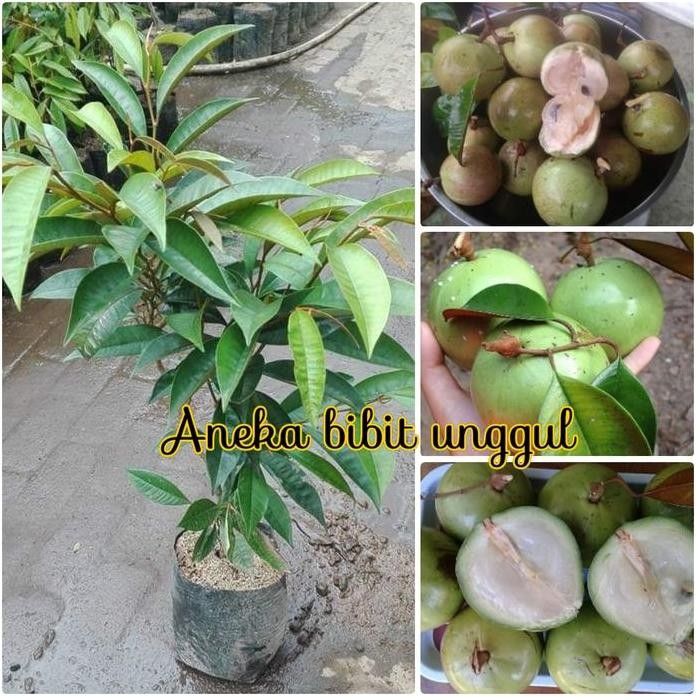 

Terlaris Bibit Sawo Kenitu Sawo Durian Sawo Duren Sawo Apel Aneka Bibit Unggul