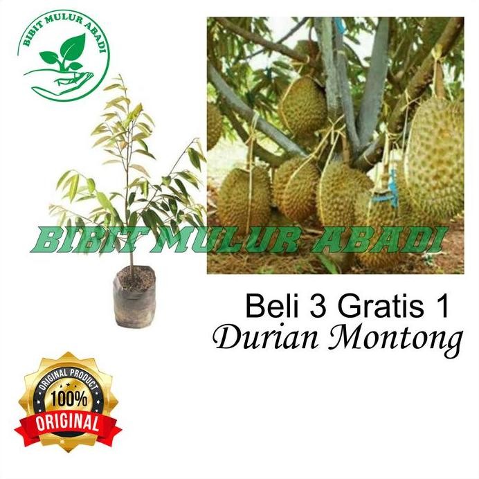 

Terlaris Bibit Tanaman Buah Durian Montong Kaki 3