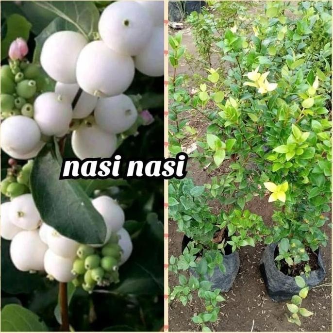 

Terlaris Bibit Jambu Air Nasi Nasi Super Unggul