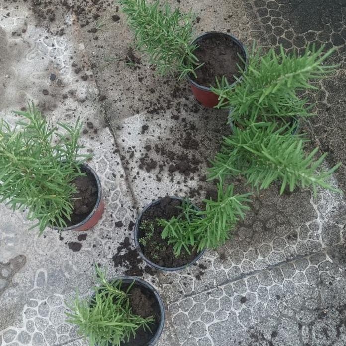 

Terlaris Tanaman Rosemary Rosmarin Pot Daun Langsung Pakai Herb Rempah Bibit Xl