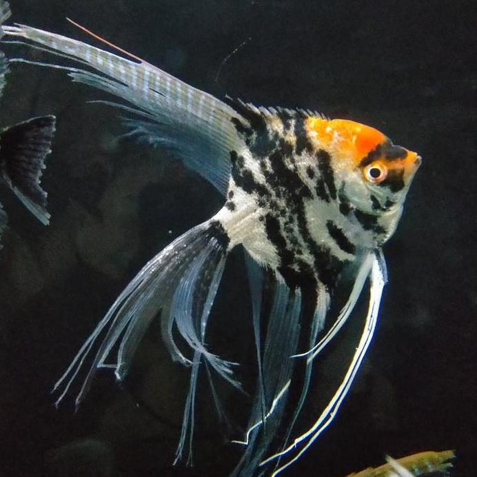 Terlaris Hiasan Aquarium Manfish Slayer Big Size Ikan Tankmate Mantul