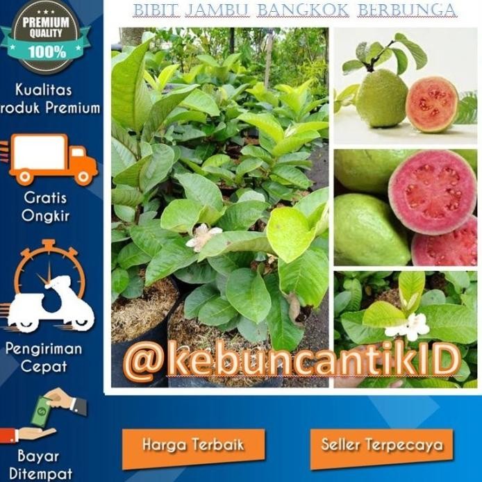 

Terlaris Berbunga ..Bibit Tanaman Buah Jambu Bangkok Berbunga/Bibit Jambu Oyee
