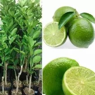 

Terlaris Paket 3 Bibit Bonus 2 Bibit - Jeruk Nipis - Bibit Jeruk Nipis Murah