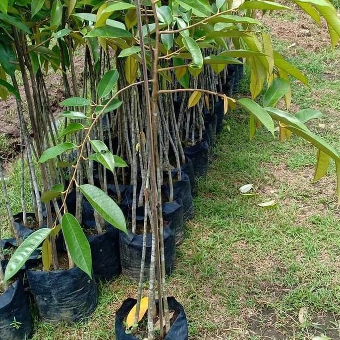 

Terlaris Bibit Tanaman Durian Kaki 3 Berbagai Macam Jenis Tinggi 1 Meter