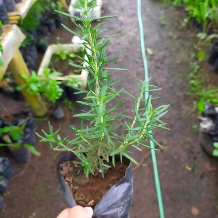 

Terlaris Bibit Tanaman Rosemary
