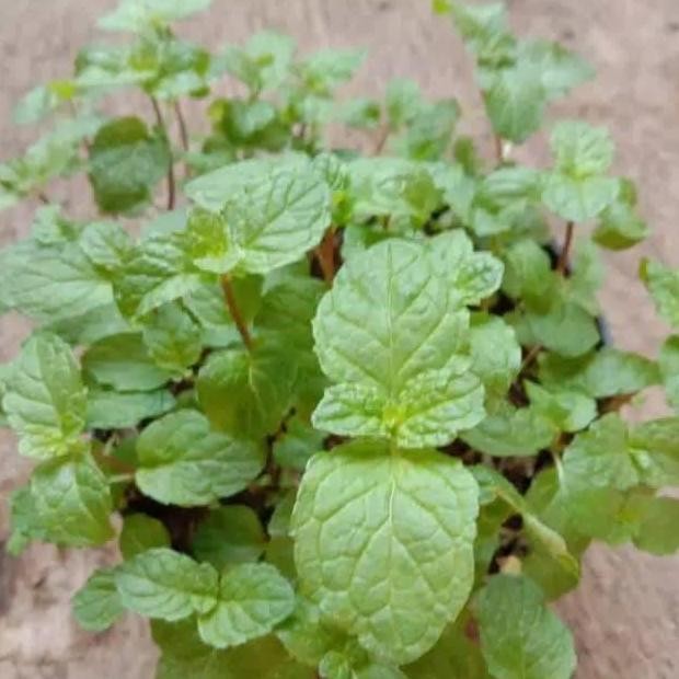 

Terlaris Bibit Tanaman Mint Spearmint Bibit Spearmint Bibit Daun Mint