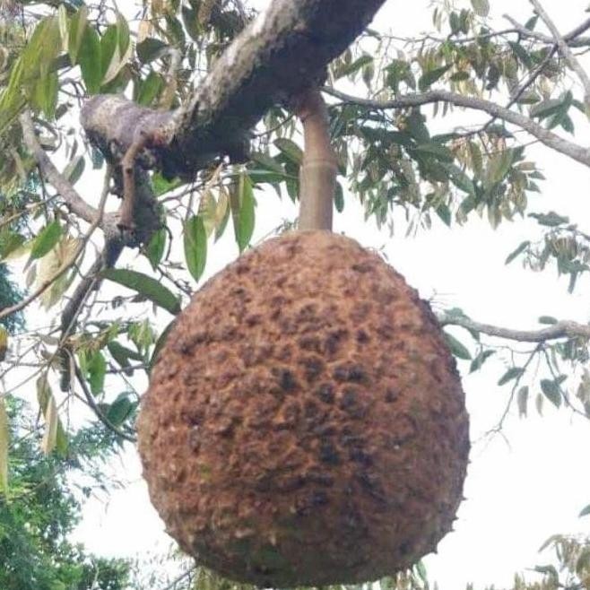 

Terlaris Bibit Durian Gundul Asli