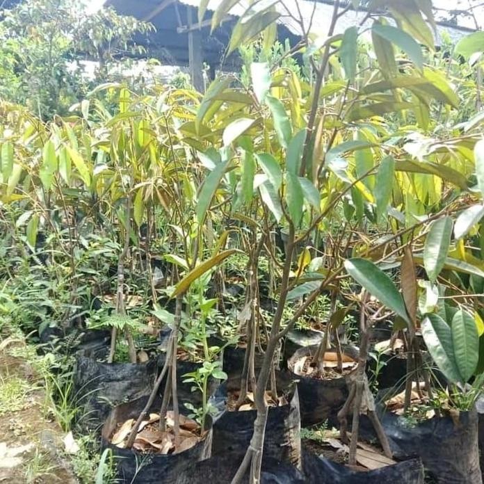 

Terlaris Bibit Durian Montong Kaki 3