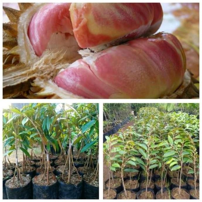 

Terlaris Bibit Durian Pelangi Hasil Okulasi