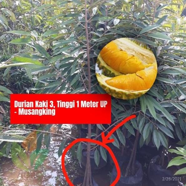 

Terlaris Bibit Durian Musangking Kaki Tiga Tinggi 1 Meter-Up - Full Media Tanam