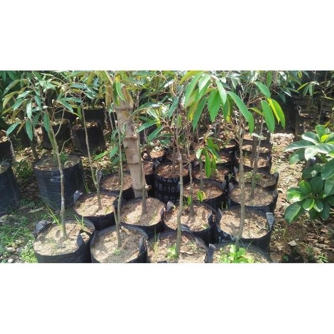 

Terlaris Bibit Durian Bokor