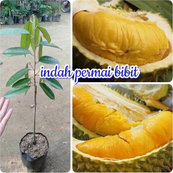 

Terlaris Bibit Tanaman Durian Aceh Kuning