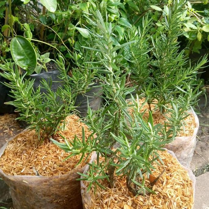 

Terlaris Tanaman Rosemary - Bibit Rosemary Tinggi Sekitar 30Cm