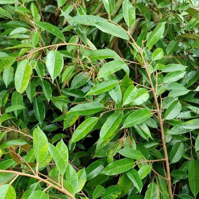 

Terlaris Bibit Durian Bawor Artificial - Siap Kirim