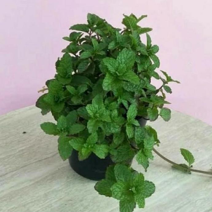 

Terlaris Bibit Tanaman Daun Mint Herbal/Bibit Daun Mint Kualitas Unggul