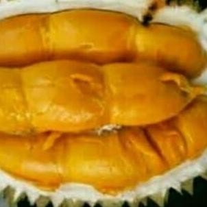 

Terlaris Bibit Tanaman Durian Super Tembaga