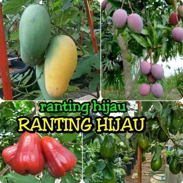 

Terlaris 4 Bibit Buah Mangga Irwin-Chokanan-Jambu Madu Merah-Alpukat