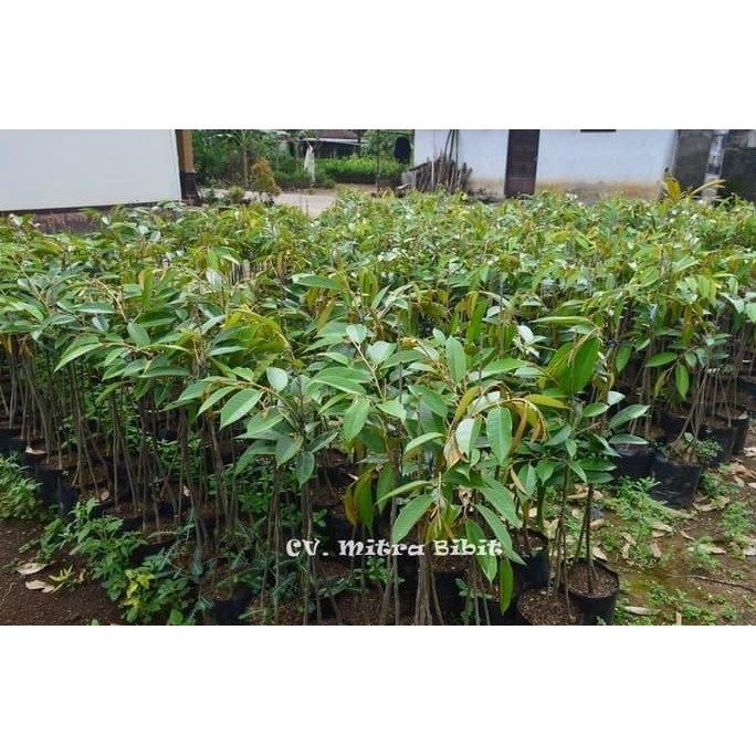 

Terlaris Bibit Durian Bawor Kaki Tiga Tinggi 50-60Cm