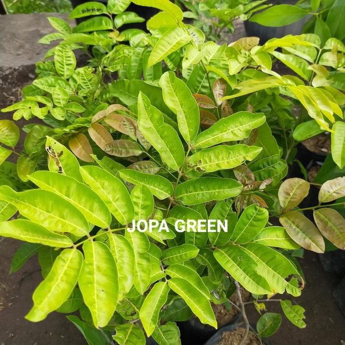

Terlaris Bibit Kelengkeng Aroma Durian Okulasi