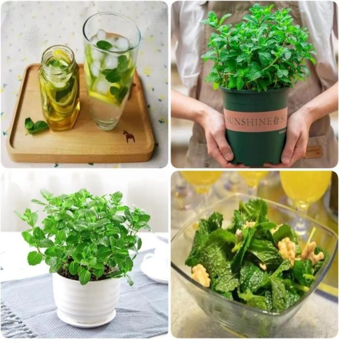 

Terlaris Tahan Virus Gemini 50 Benih Herb Peppermint Bibit Daun Mint Tanaman
