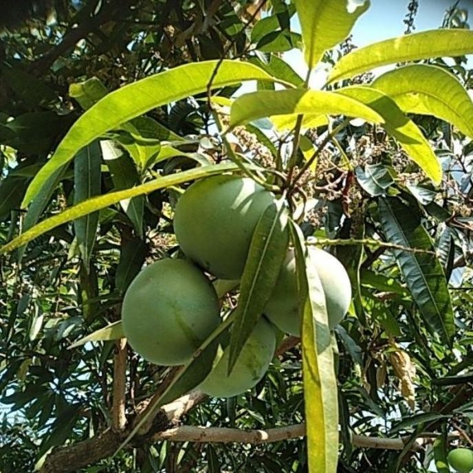 

Terlaris Bacter9 Kohe Pupuk Kandang Murni Fermentasi 3Kg