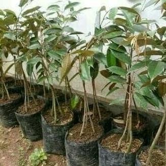 

Terlaris Paket 3 Bibit Tanaman Buah Durian Montong Kaki 3