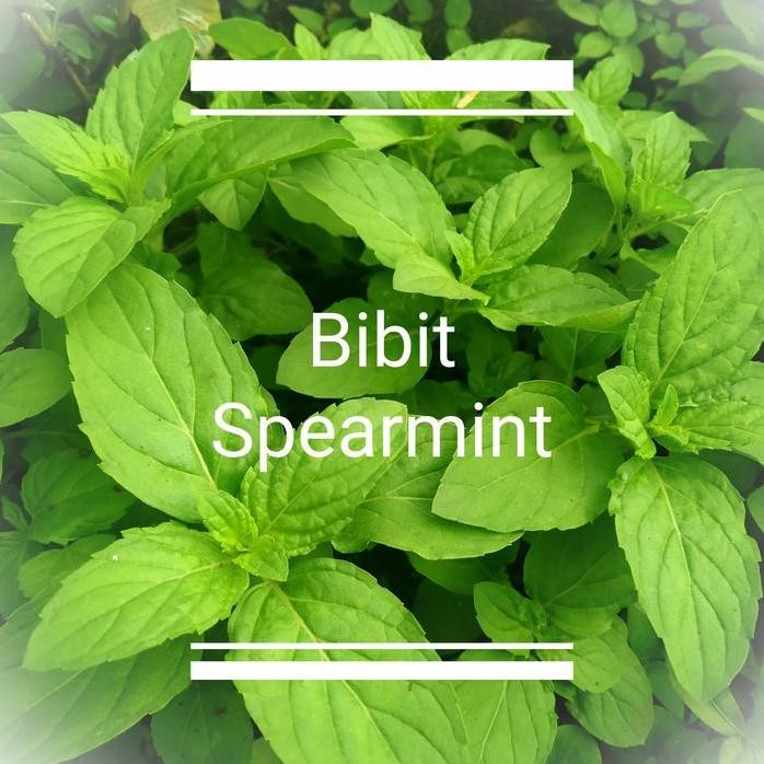 

Terlaris Bibit Tanaman Daun Mint Daun Spearmint Tanaman Herbal Mint Tea Organik