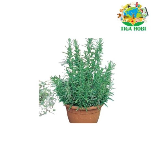 

Terlaris Isi 2 Benih Rosemary F1 Bibit Tanaman Obat / Herbal Import