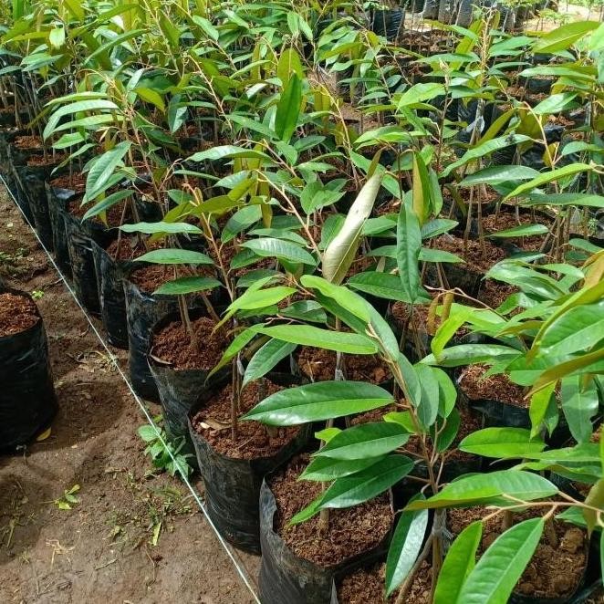 

Terlaris Ready Bibit Pohon Durian Musang King Kaki Tiga3 - Pohon Duren Muasng King