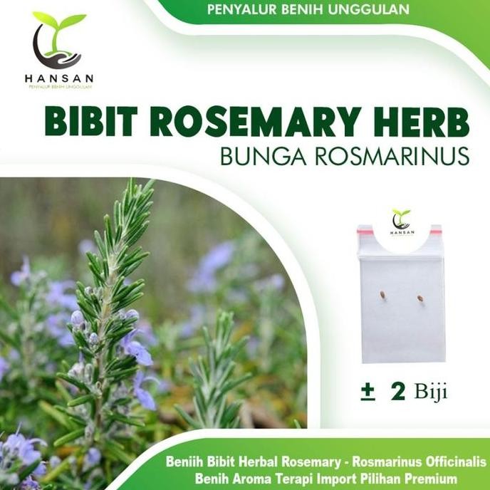 

Terlaris 2 Bibit Rosemary Herb Benih Tanaman Herbal Bunga Rosmarinus