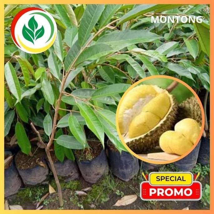 

Terlaris Bibit Durian Montong Ijo. Asli Tanaman Okulasi Cepat Berbuah...
