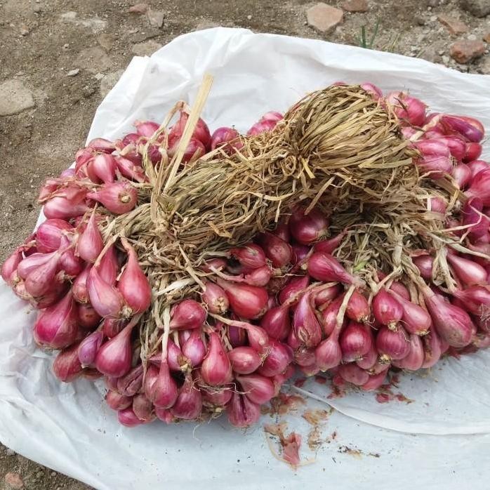 

Terlaris Bawang Merah Super Dan Bibit Bawang Merah Varietes Thailand Jawa Timur