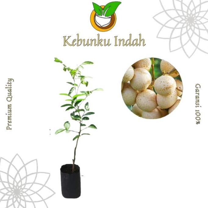 

Terlaris Bibit Buah Kelengkeng Aroma Durian Okulasi