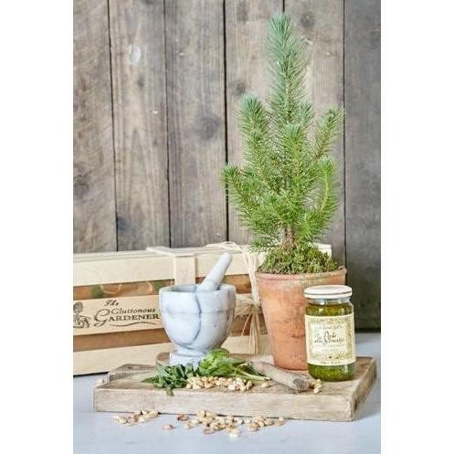 

Terlaris Bibit Tanaman Hias - Pesto Rosemary Terlarissss