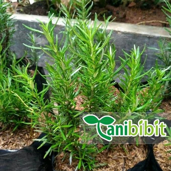 

Terlaris Bibit Tanaman Rosemary - Pohon Daun Dan Bunga Herbal Bumbu Masak