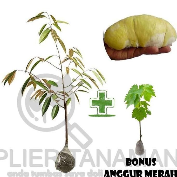 

Terlaris Bibit Buah Durian Kumbokarno Bonus Anggur Merah