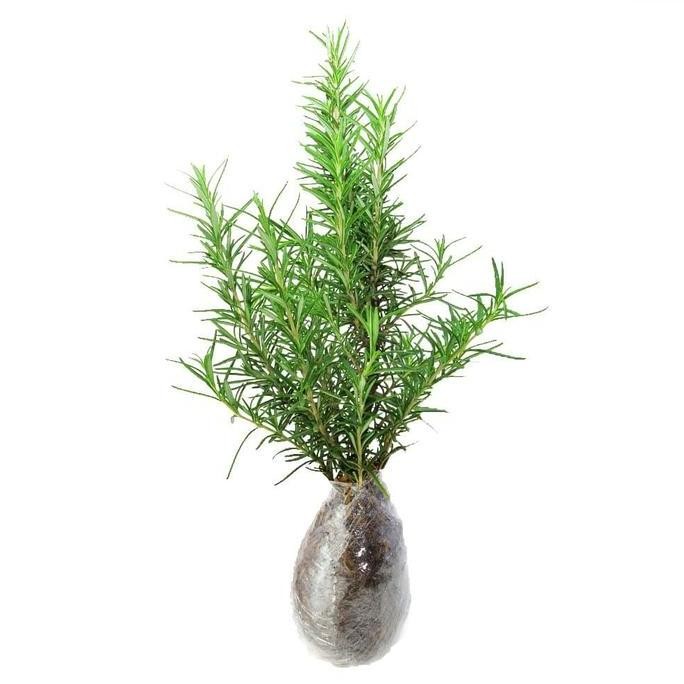 

Terlaris Bibit Tanaman Rosemary / Siap Tanam