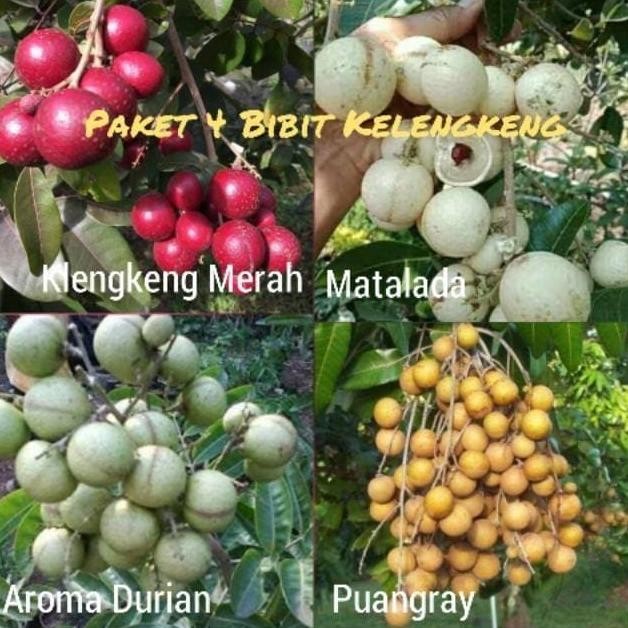

Terlaris Paket 4 Bibit Kelengkeng Merah - Matalada - Aroma Durian - Puangray
