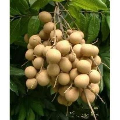 

Terlaris Bibit Pohon Lengkeng Aroma Durian Berbuah