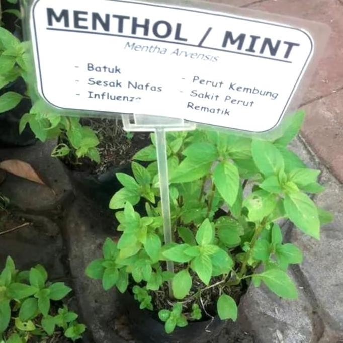 

Terlaris Tanaman Obat Daun Mint Daun Menthol Pohon Bibit Hiasan Makanan Minuman