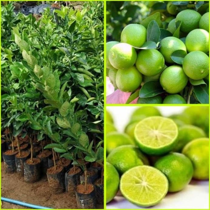 

Terlaris Bibit Jeruk Nipis Tanaman Buah Jeruk Nipis Hasil Okulasi Cepat Berbuah