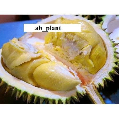

Terlaris Bibit Durian Candimulyo Cepat Berbuah