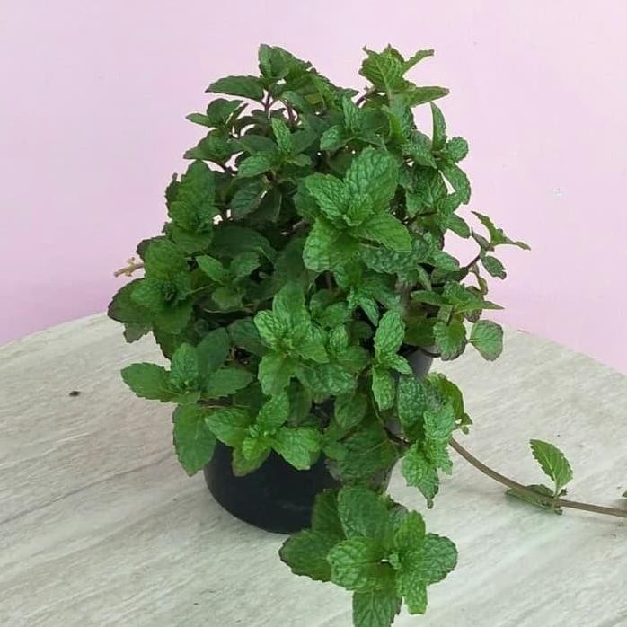 

Terlaris Tanaman Obat Daun Mint - Bibit Tanaman Herbal Pohon Hidup